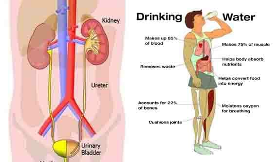 removes waste from the body